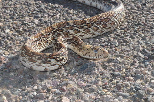 Gopher Snake (Pituophis catinefer)