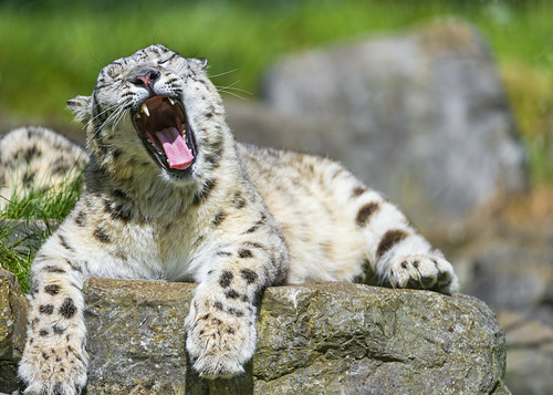 Tired snow leopardess