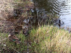 Big Swamp Walk: Pacific Black Ducks and an Australian Coot