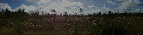 panorama plant flower nature field landscape photo nikon outdoor alabama picture trail swamp bog pitcher rabun pitcherplant iphone baldwincounty splinterhillbog d3100