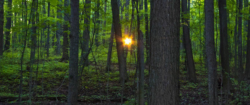 bruce trail forest sun sunset trees hike sunrise green lumix dmczs50 burlington ontario canada foliage