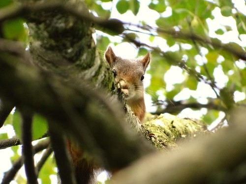 wildanimals squirrel treelife heidal gudbrandsdalen norway
