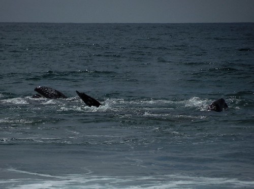 California grey whales