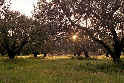 trees sunset sun field time olive greece loutro photospecs amfilochia krikellos αμφιλοχία λουτρό ηλιοβασίλεμα κρίκελλοσ ελιέσ ήλιοσ γρασίδι χωράφι λιοστάσι grαss