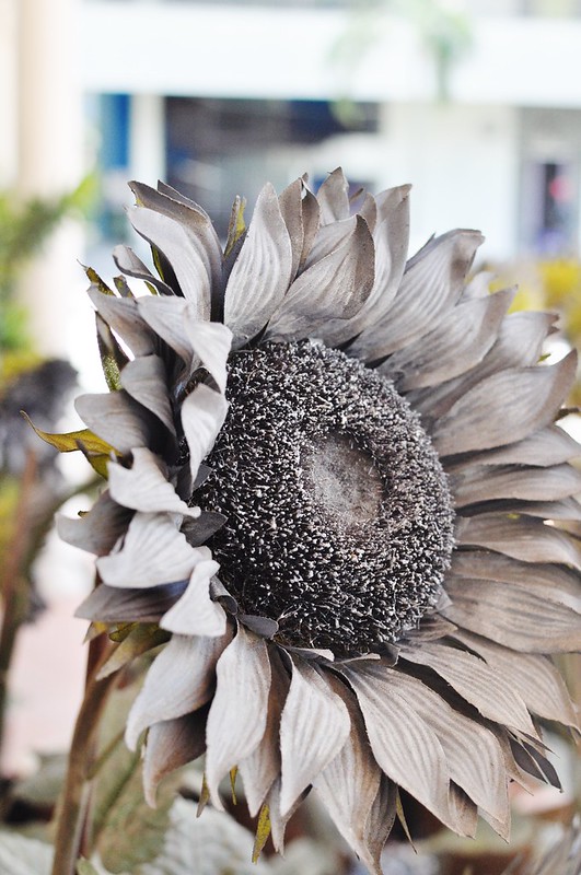 dried sunflower