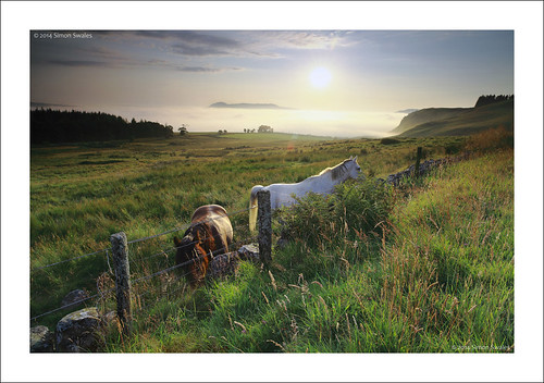 trees horses sun grass fog zeiss canon fence scotland fife availablelight perthshire posts tale ze haar bishophill westlomond benartyhill leefilters distagont2821 eos5dmkii distagon2128ze cleishhills nivingstoncraigs