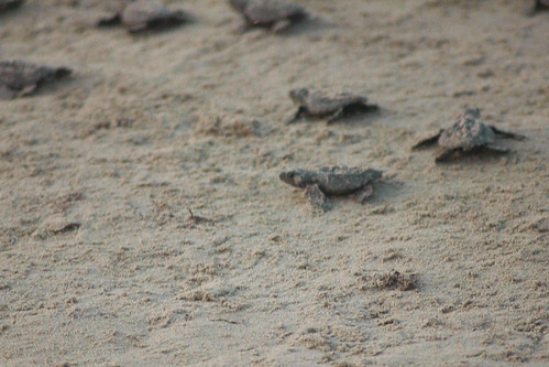 Sea Turtle Hatchlings Crawling to Ocean