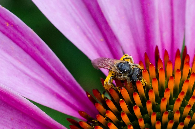 TINY bee on a coneflower!