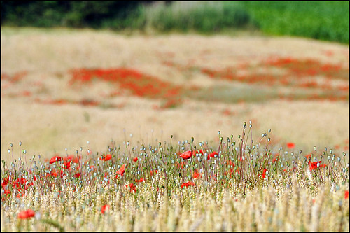 red nature landscape rouge nikon poppies paysage tamron campagne coquelicot d90 sp70300divcusd
