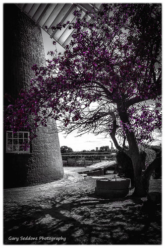 colour tree windmill selective northlevertonwindmill