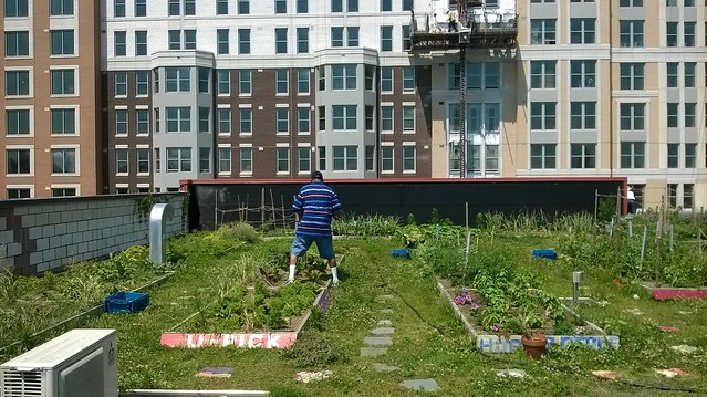 Man working in rooftop garden.