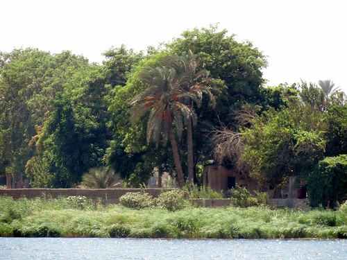 plant tree nature club river landscape nikon yacht outdoor egypt palm nile foliage cairo coolpix maadi نهر النيل p520 اليخت نادى المعادى