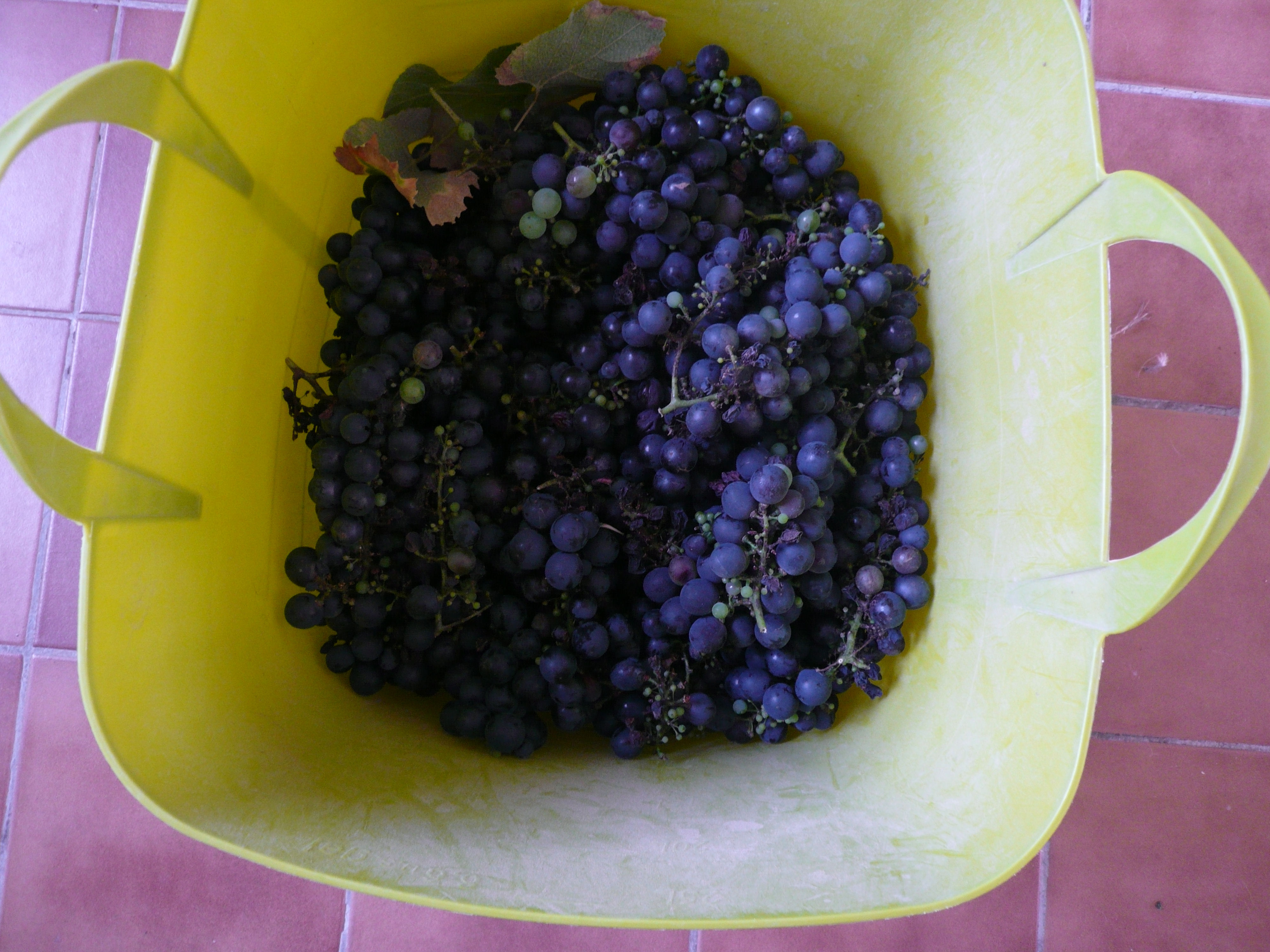 Grapes from La Tache