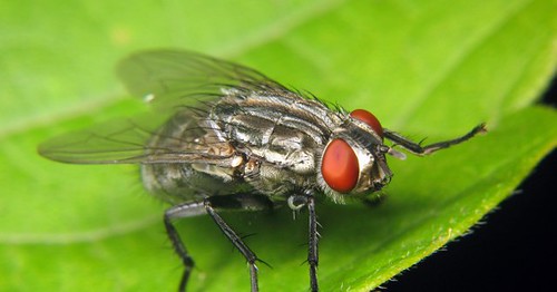 mosca repelente