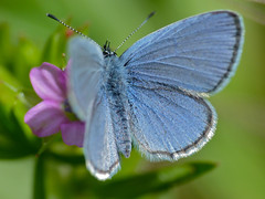 Common Blue (Polyommatus icarus) male - Photo of Mélagues