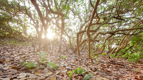trees forest sunrise landscape florida jupiter sunrays sunstar satesh coralcove coralcovepark peaceinartcom peaceinart