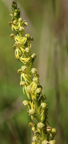 Man Orchid, Orchis anthropophora Var. flavescens