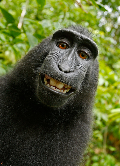 Crested Black Macaque (Macaca nigra) Selfie