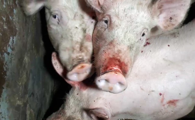 Investigación de Igualdad Animal en granjas de cerdos de Alemania