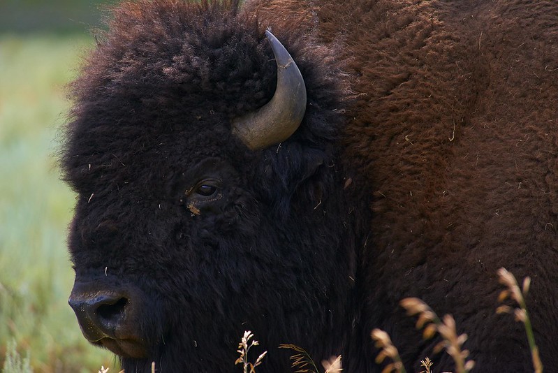 Eye contact with Bison - Yellowstone National Park