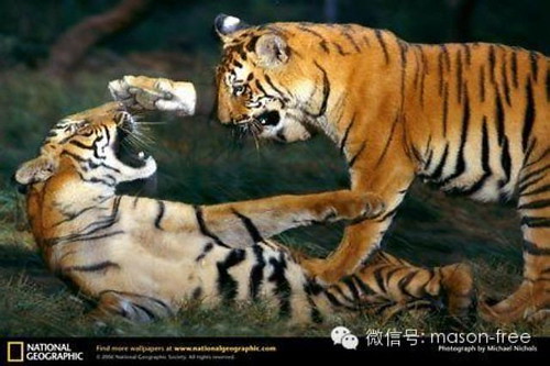 两只老虎打架