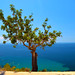 Ibiza - Tree with à nice view