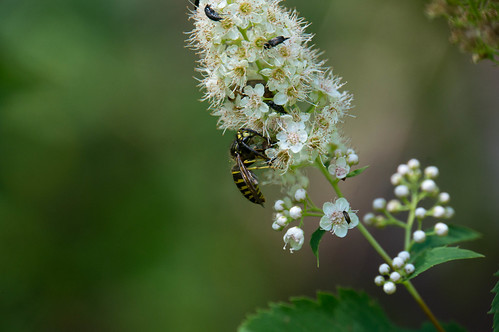 09598 Ambush Bug eating Yellow Jacket on White Meadowsweet
