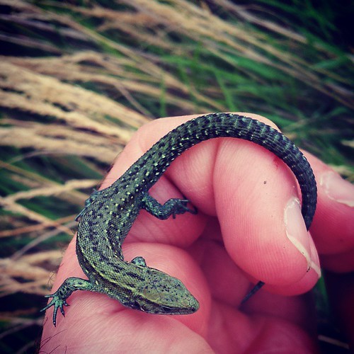 This one got away the other day but i caught it today. Really distinctive green scales on this common #lizard