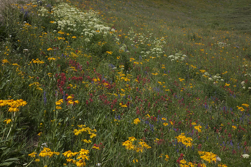 mountains landscape colorado meadow wildflowers wondersofnature whiteriverplateau cranepark flattopmountains coffeepotroad earthnaturelife