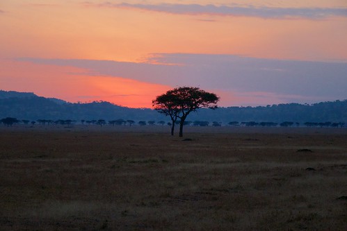 africa sunrise tanzania dawn safari