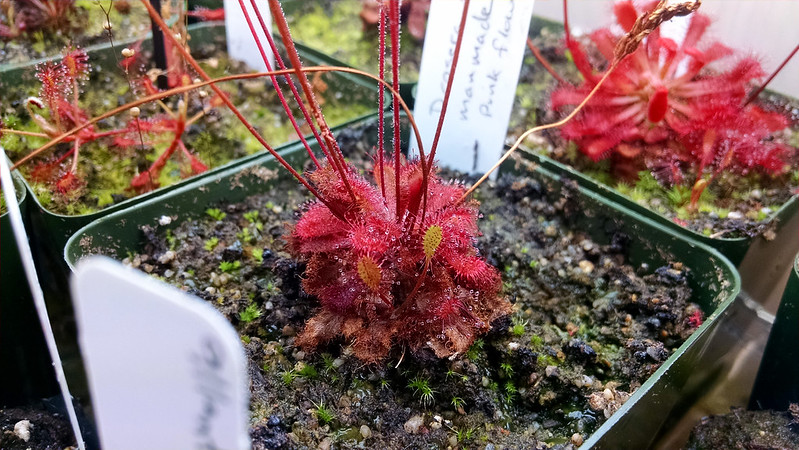 Drosera x tokaiensis with possible offset