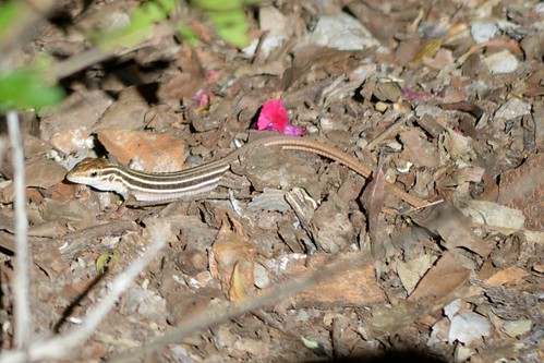 Striped Whiptail of unknown species