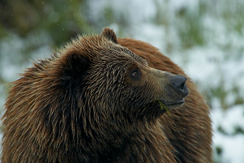 Grizzly - Denali National Park