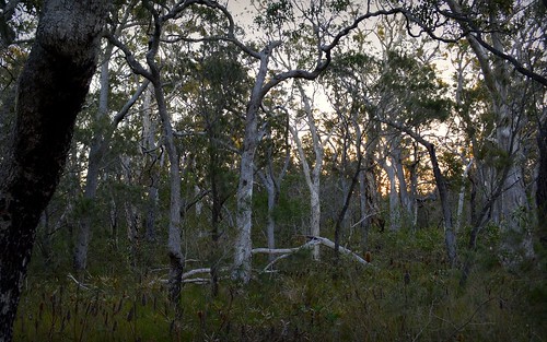 trees winter sunset nature woodland landscape countryside shadows australia nsw treebark australianlandscape treescape lateafternoon northcoast bundjalungnationalpark afternoonlandscape nationalparksandnaturereserves gummigurrah gummagarra