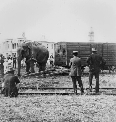 circus railway queensland elephants harness 1915 wagons bundaberg statelibraryofqueensland slq