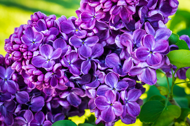 Lilac, Purple, Flower, Flowers, Bush