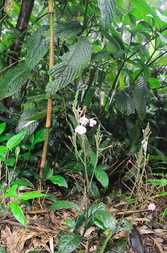 expedition asia location vietnam research acanthaceae botany exploration biology hypoestes vn souteastasia nationalgeographics republicofvietnam lamiales vinhphuc asterids acanthoideae