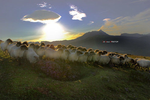 contraluz sheep amanecer zb bizkaia euskadi saibi ovejas rebaño anboto euskoflickr artaldea jartaraz