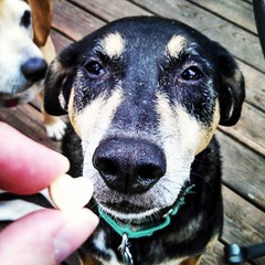 Working on a #dogtreat #review for the blog! Teeny tiny heart shaped #haddock treats from #TheHonestKitchen and @chewy The dogs are going NUTS for them! #dogstagram #seniordog #happydog #rescued #adoptdontshop
