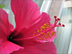 Hibiscus close-up