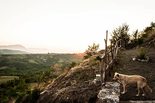 sunset dog roccasanfelice