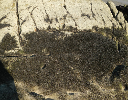 Ngapali Beach Rocks with Barnacles