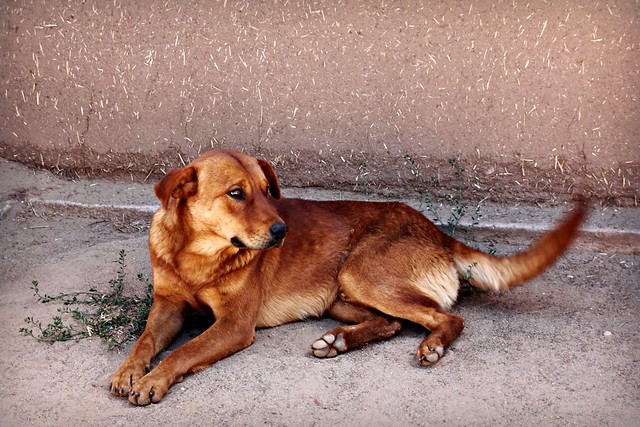 Dog at Taos Pueblo