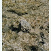 Formentera - sea,film,analog,35mm,nikon,fuji,underwater,formentera