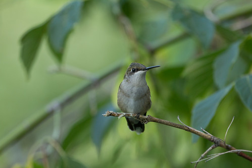 Resting Ruby-throated Hummingbird