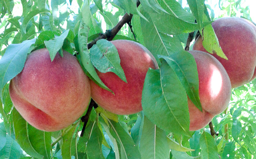 Cliffside Orchard Peaches