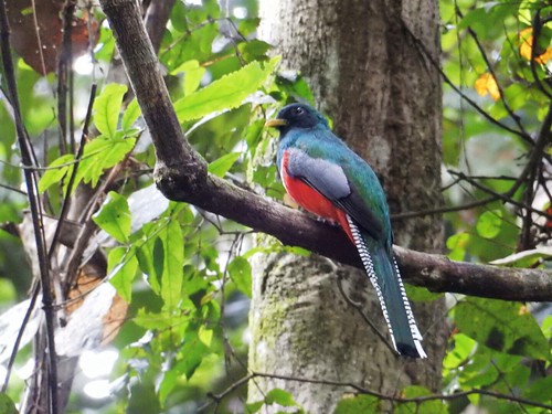 Colourful bird in Madidi National Park - Amazon forest - Bolivia