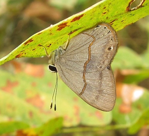butterfly ecuador euselasiinae euselasiini jorupe loja richhoyer riodinidae urracalodge