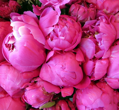 Peonies ~ from French farmers markets