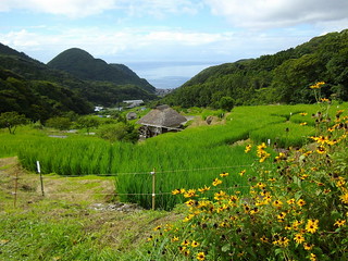 Terraced Rice Fields in Ishibu